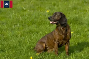 Read more about the article Hanoverian Welding Dog Breeder and Puppies in Mississippi