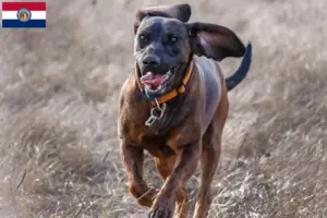 Read more about the article Hanoverian Welding Dog Breeder and Puppies in Missouri