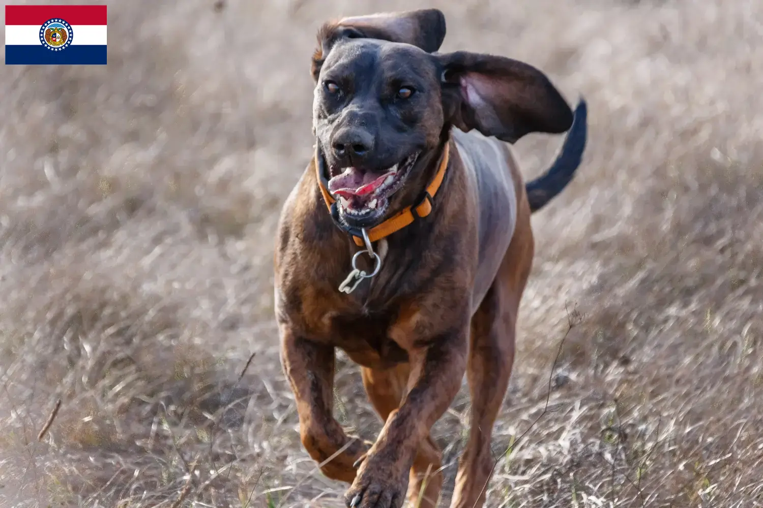 Hannoverscher Schweißhund puppies and breeder Missouri Find Hanoverian Welding Dog breeders in Missouri.