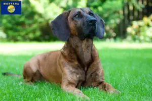 Read more about the article Hanoverian Welding Dog Breeder and Puppies in Montana