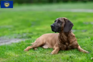 Read more about the article Hanoverian Welding Dog Breeder and Puppies in Nebraska
