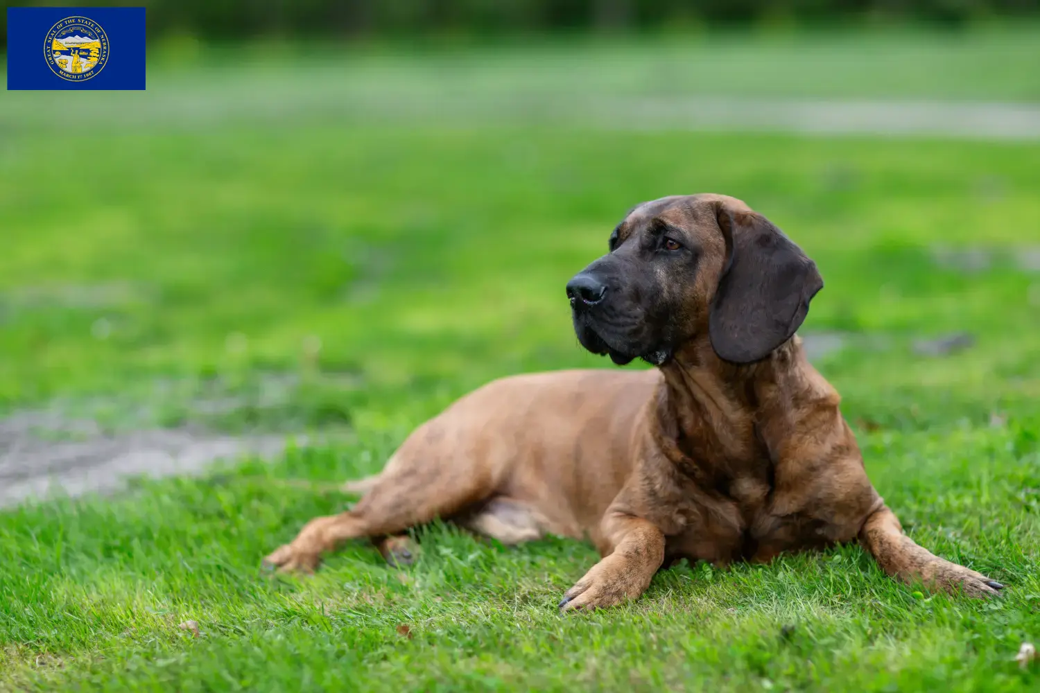 Hannoverscher Schweißhund puppies and breeder Nebraska Find Hanoverian Welding Dog breeders in Nebraska.