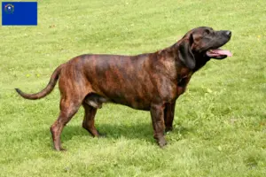 Read more about the article Hanoverian Welding Dog Breeder and Puppies in Nevada
