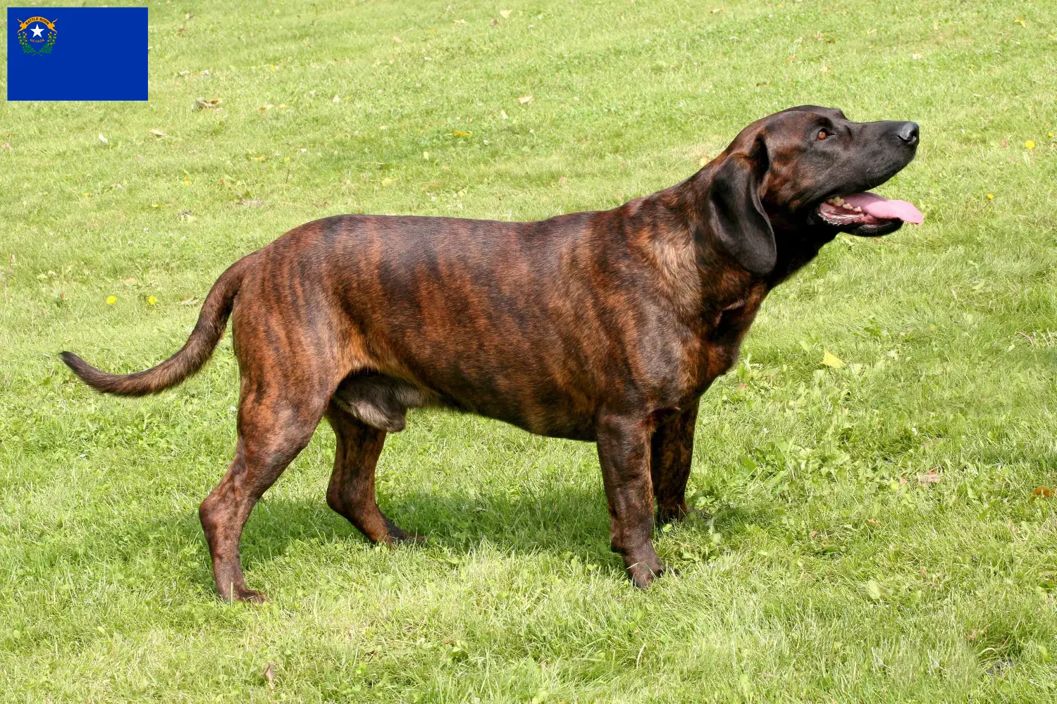 Hannoverscher Schweißhund puppies and breeder Nevada Find Hanoverian Welding Dog breeders in Nevada.