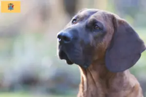 Read more about the article Hanoverian Welding Dog Breeder and Puppies in New Jersey