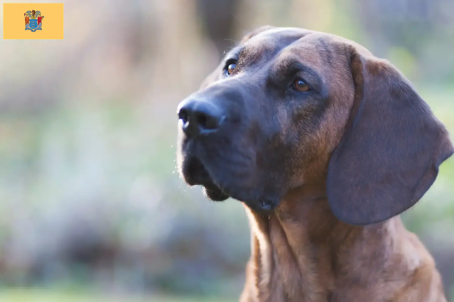 Read more about the article Hanoverian Welding Dog Breeder and Puppies in New Jersey