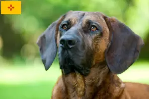 Read more about the article Hanoverian Welding Dog Breeder and Puppies in New Mexico