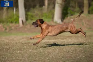 Read more about the article Hanoverian Welding Dog Breeder and Puppies in New York