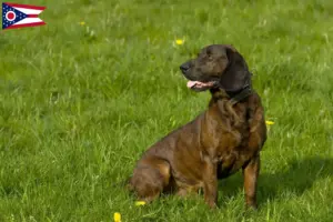 Read more about the article Hanoverian Welding Dog Breeder and Puppies in Ohio