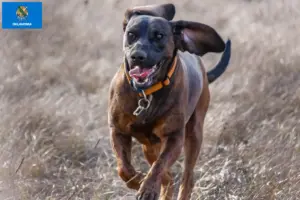 Read more about the article Hanoverian Welding Dog Breeder and Puppies in Oklahoma