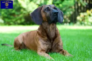 Read more about the article Hanoverian Welding Dog Breeder and Puppies in Oregon