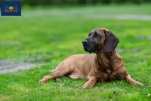 Read more about the article Hanoverian Welding Dog Breeder and Puppies in Pennsylvania