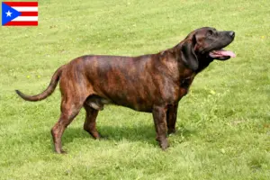 Read more about the article Hanoverian Welding Dog Breeder and Puppies in Puerto Rico