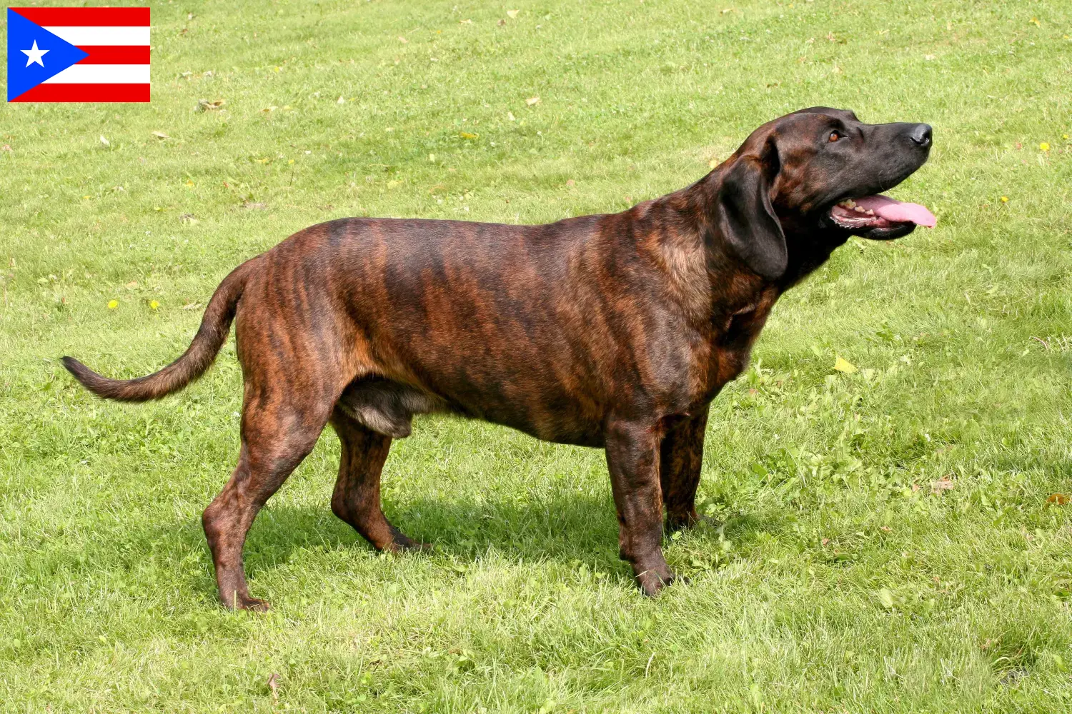Hannoverscher Schweißhund puppies and breeder Puerto Rico Here you can find Hanoverian Welding Dog breeders in Puerto Rico.