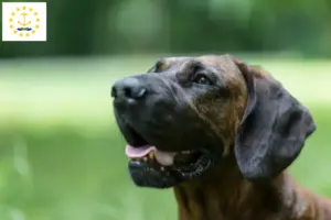 Read more about the article Hanoverian Welding Dog Breeder and Puppies in Rhode Island