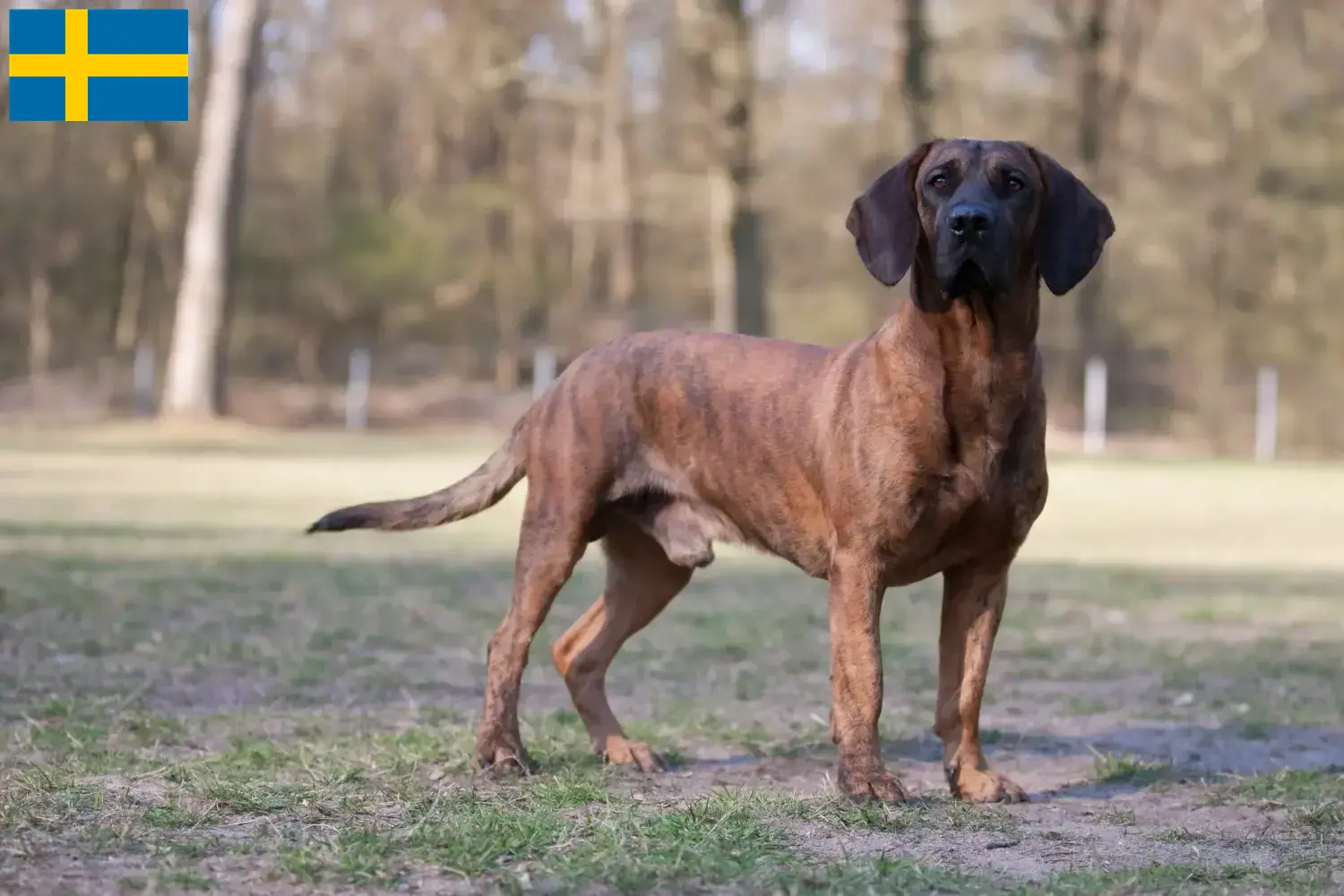 Read more about the article Hanoverian Welding Dog Breeder and Puppies in Sweden