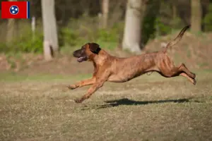 Read more about the article Hanoverian Welding Dog Breeder and Puppies in Tennessee