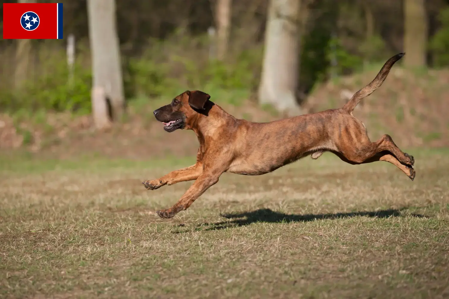 Hannoverscher Schweißhund puppies and breeder Tennessee Find Hanoverian Welding Dog breeders in Tennessee.