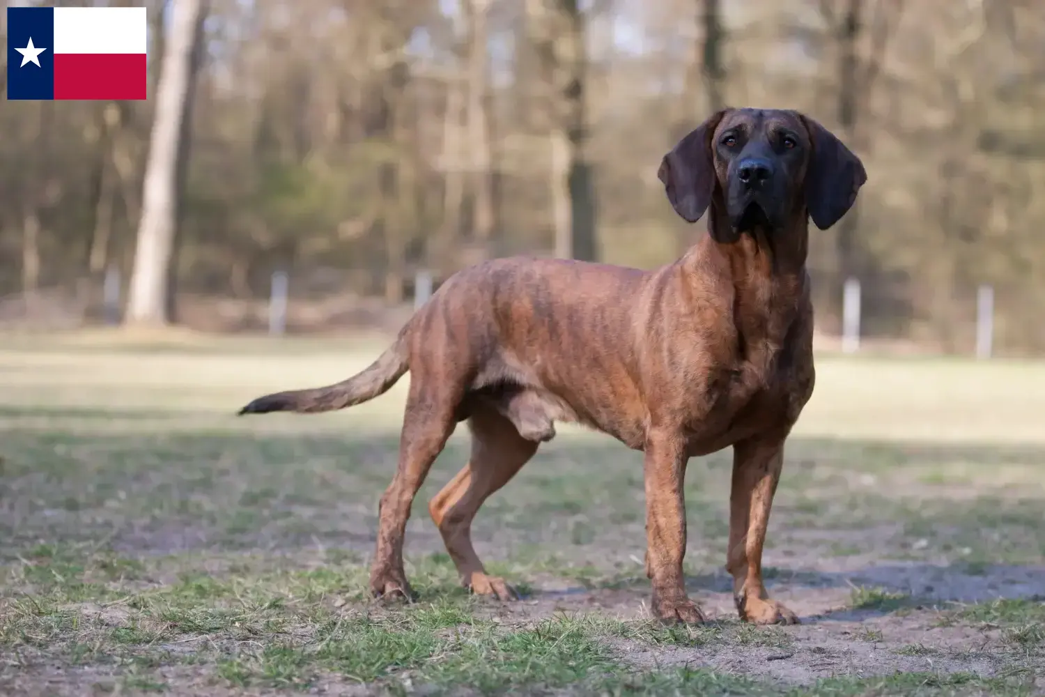 Read more about the article Hanoverian Welding Dog Breeder and Puppies in Texas