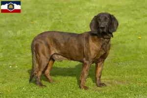 Read more about the article Hanoverian Welding Dog Breeder and Puppies in Utah