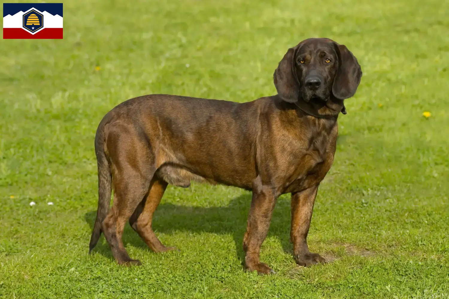 Read more about the article Hanoverian Welding Dog Breeder and Puppies in Utah