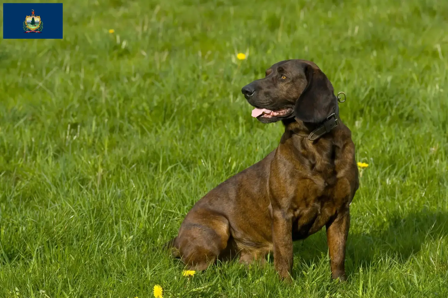 Read more about the article Hanoverian Welding Dog Breeder and Puppies in Vermont