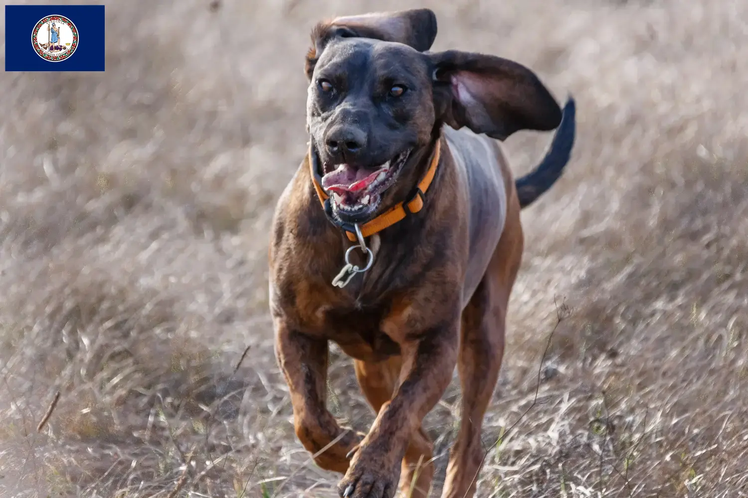 Read more about the article Hanoverian Welding Dog Breeder and Puppies in Virginia