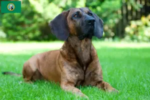 Read more about the article Hannoverscher Schweißhund breeders and puppies in Washington