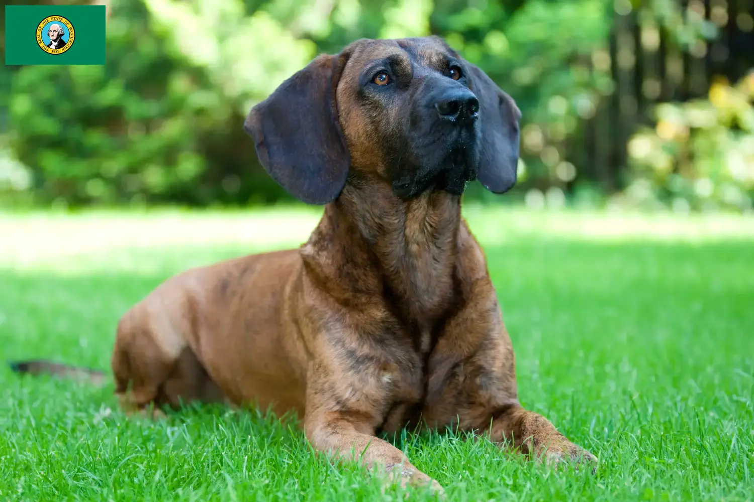 Read more about the article Hannoverscher Schweißhund breeders and puppies in Washington