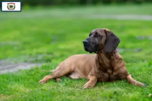 Read more about the article Hanoverian Welding Dog Breeder and Puppies in West Virginia