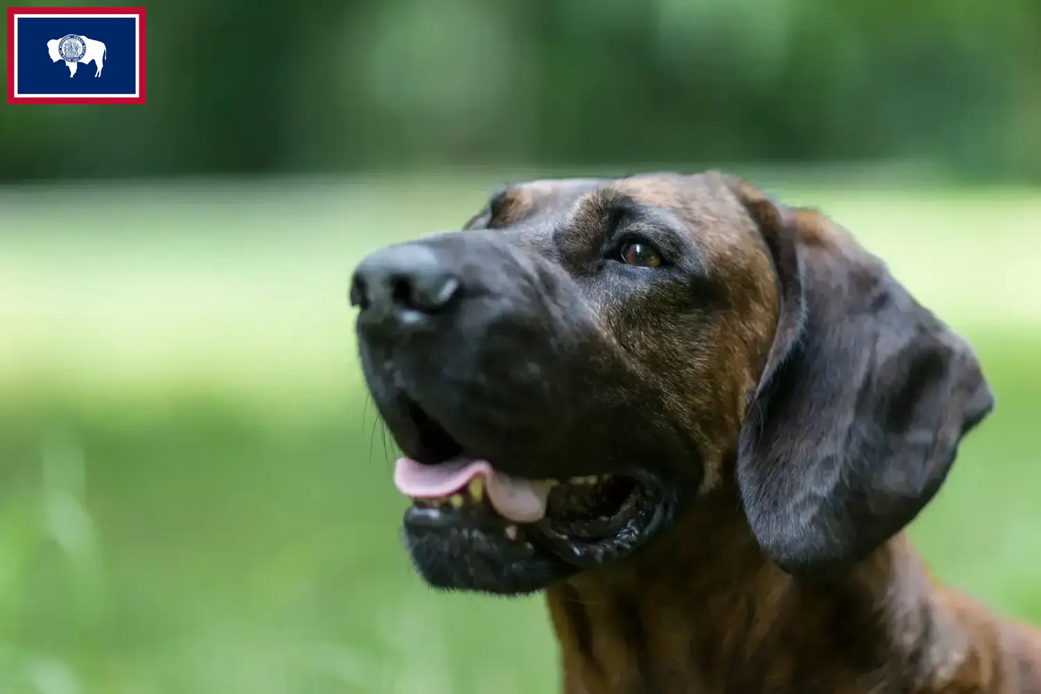 Read more about the article Hanoverian Welding Dog Breeder and Puppies in Wyoming