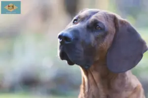 Read more about the article Hanoverian Welding Dog Breeder and Puppies in Delaware