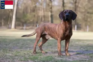 Read more about the article Hanoverian Welding Dog Breeder and Puppies in North Carolina