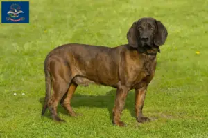 Read more about the article Hanoverian Welding Dog Breeder and Puppies in North Dakota