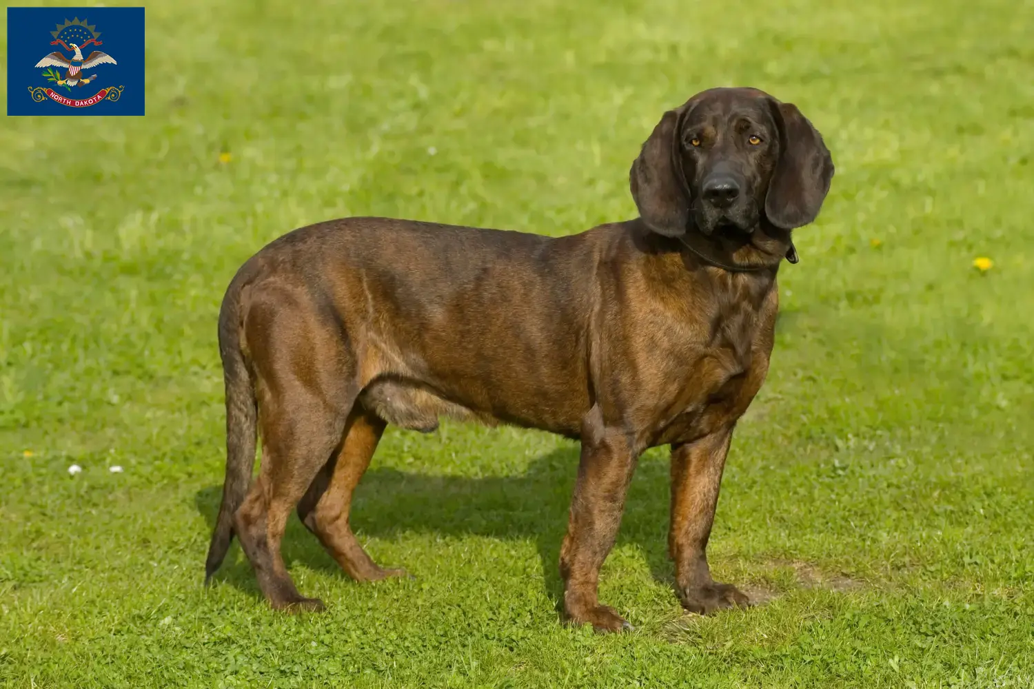 Hanoverian Welding Dog Puppies and Breeder North Dakota Find Hanoverian Welding Dog breeders in North Dakota.