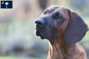 Read more about the article Hanoverian Welding Dog Breeder and Puppies in South Carolina