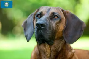 Read more about the article Hanoverian Welding Dog Breeder and Puppies in South Dakota