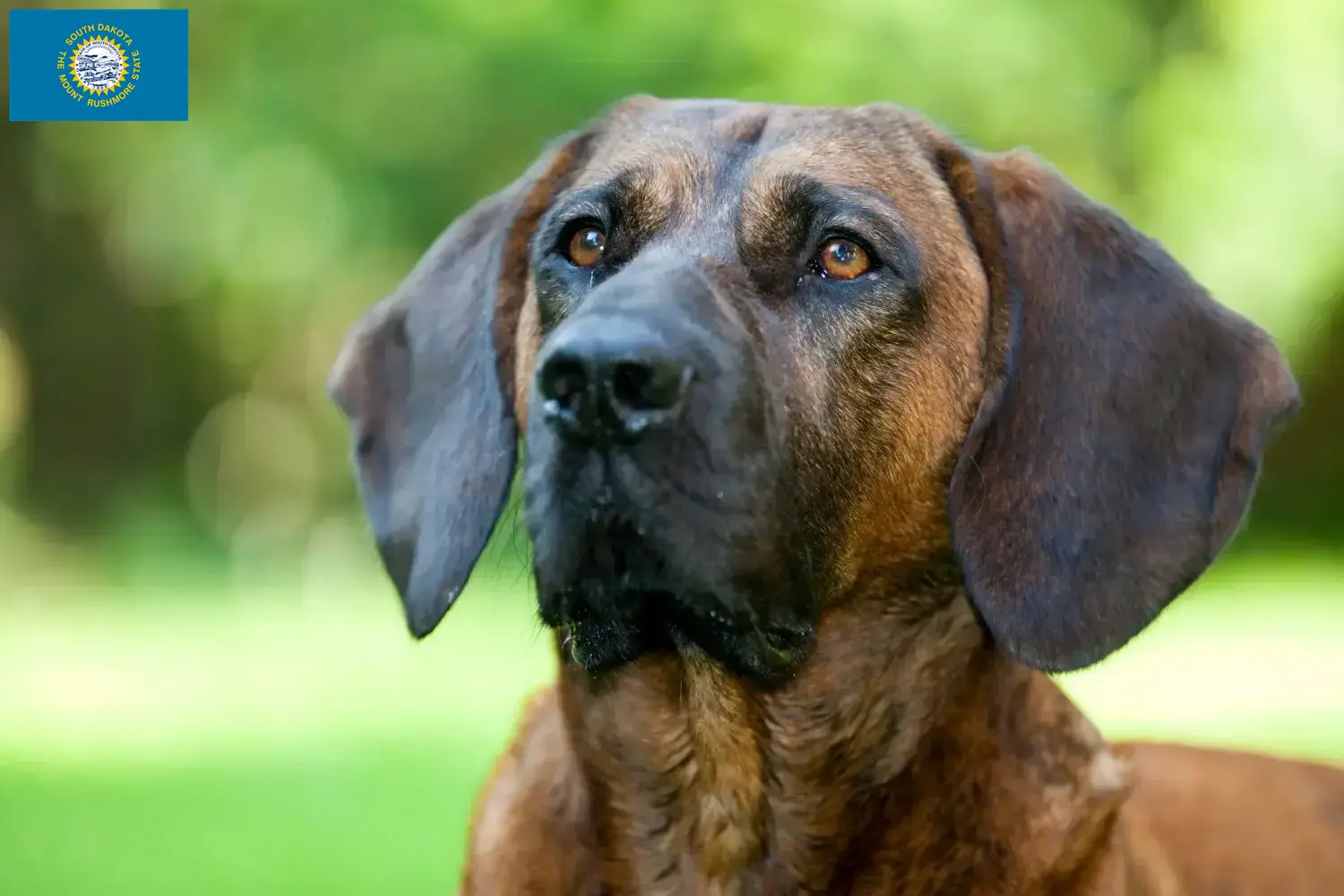 Hanoverian Welding Dog Puppies and Breeder South Dakota Here you can find Hanoverian Welding Dog breeders in South Dakota.