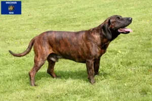 Read more about the article Hanoverian Welding Dog Breeder and Puppies in Wisconsin