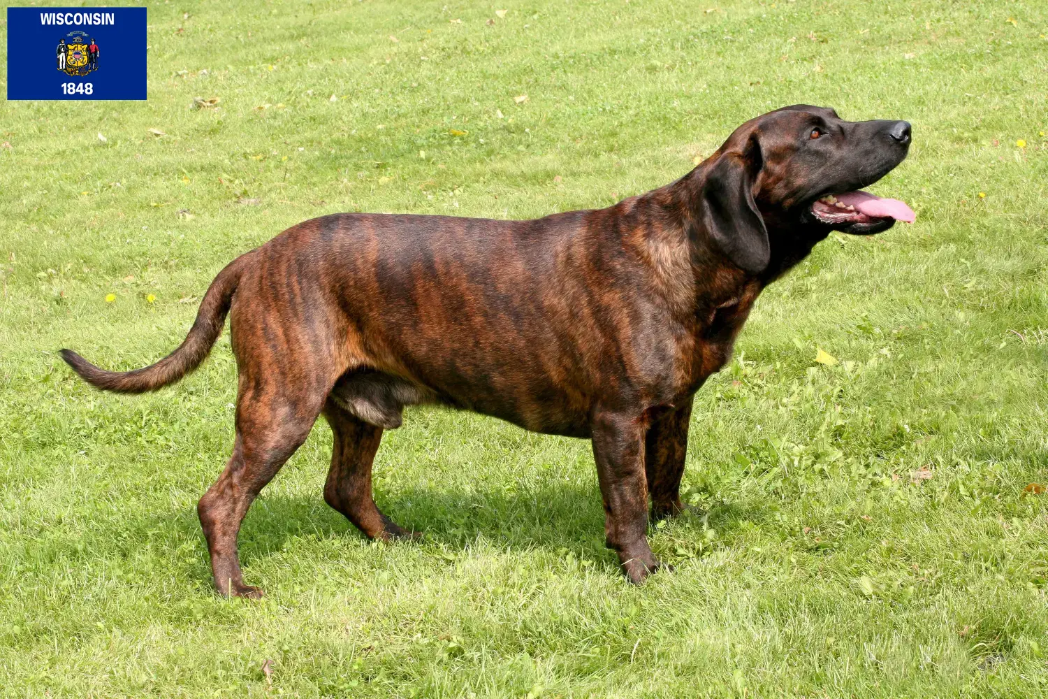 Read more about the article Hanoverian Welding Dog Breeder and Puppies in Wisconsin