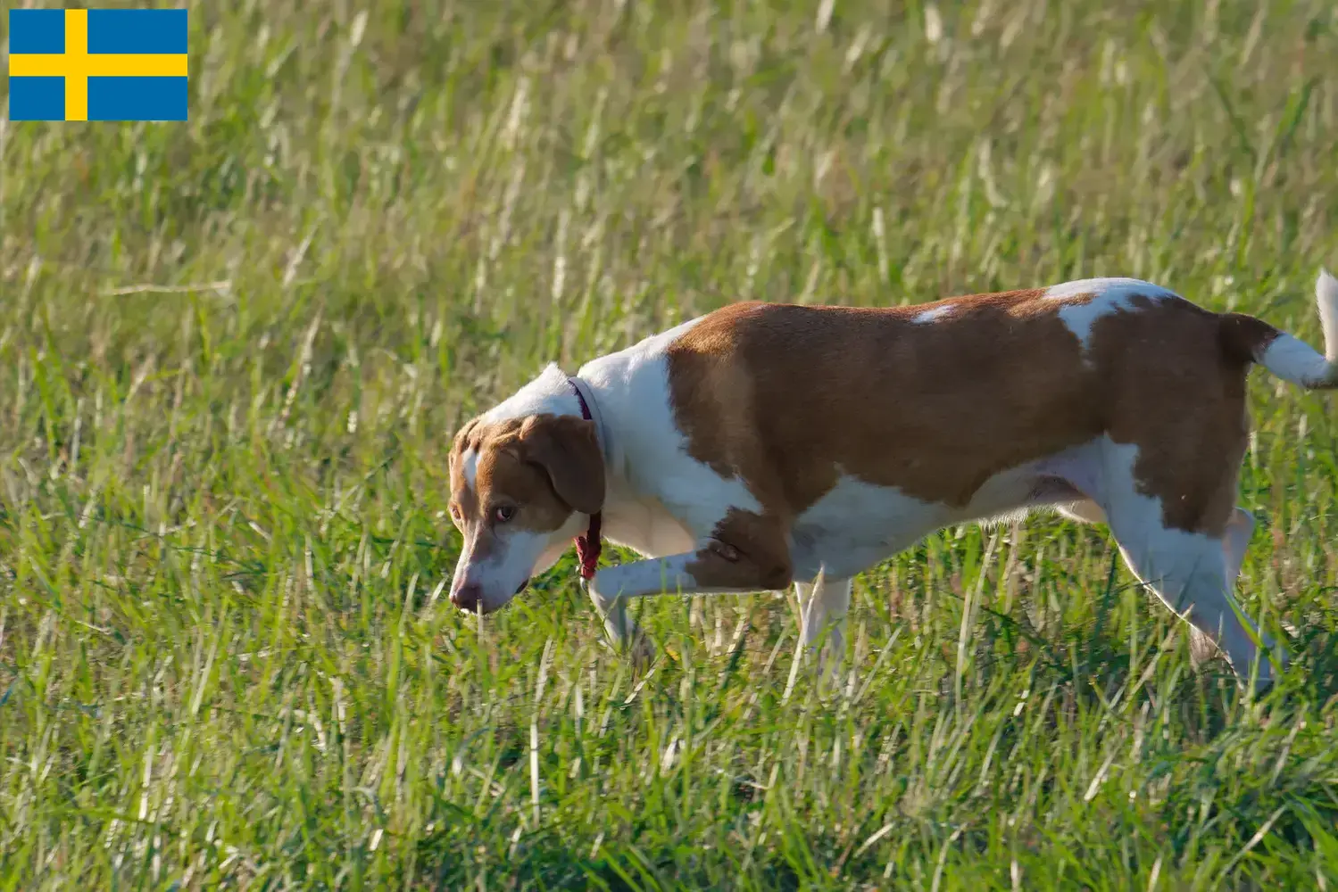 Read more about the article Hygenhund breeders and puppies in Sweden