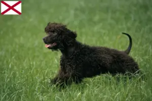 Read more about the article Irish Water Spaniel breeders and puppies in Alabama