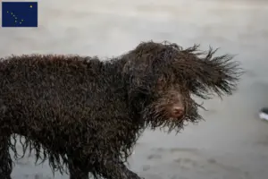Read more about the article Irish Water Spaniel breeders and puppies in Alaska