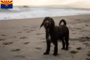 Read more about the article Irish Water Spaniel breeders and puppies in Arizona