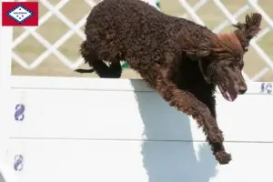 Read more about the article Irish Water Spaniel breeders and puppies in Arkansas