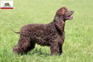 Read more about the article Irish Water Spaniel breeders and puppies in California