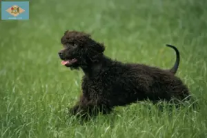 Read more about the article Irish Water Spaniel breeders and puppies in Delaware