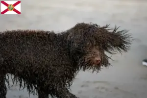 Read more about the article Irish Water Spaniel breeders and puppies in Florida