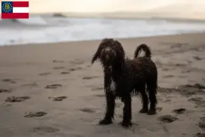 Read more about the article Irish Water Spaniel breeders and puppies in Georgia