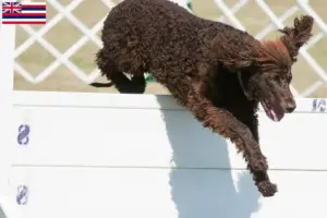 Read more about the article Irish Water Spaniel breeders and puppies in Hawaii
